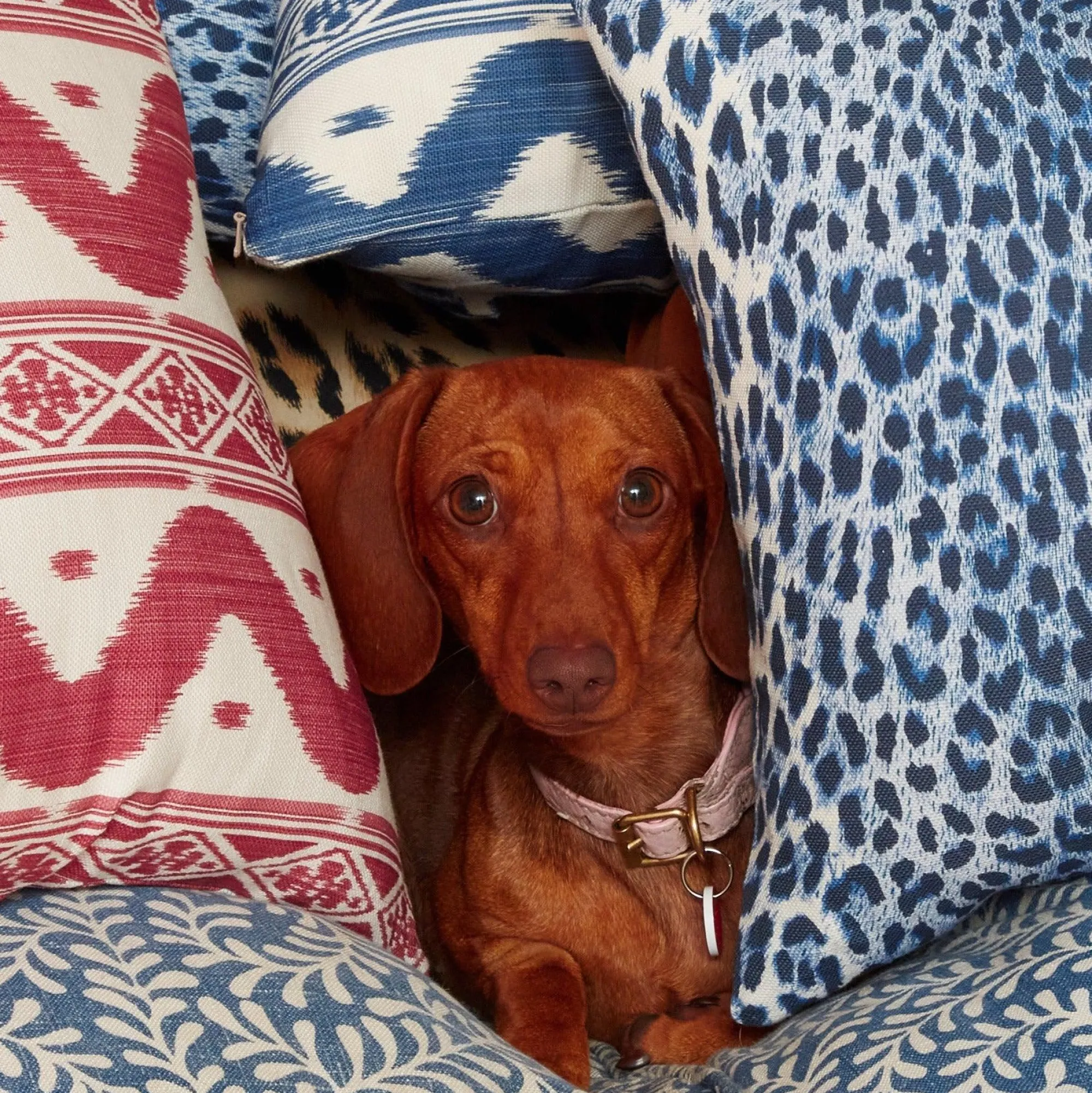 cobalt_blue_leopard_fabri_8.webp Sale Cobalt Blue Leopard Fabric Serena Fresson Fabrics